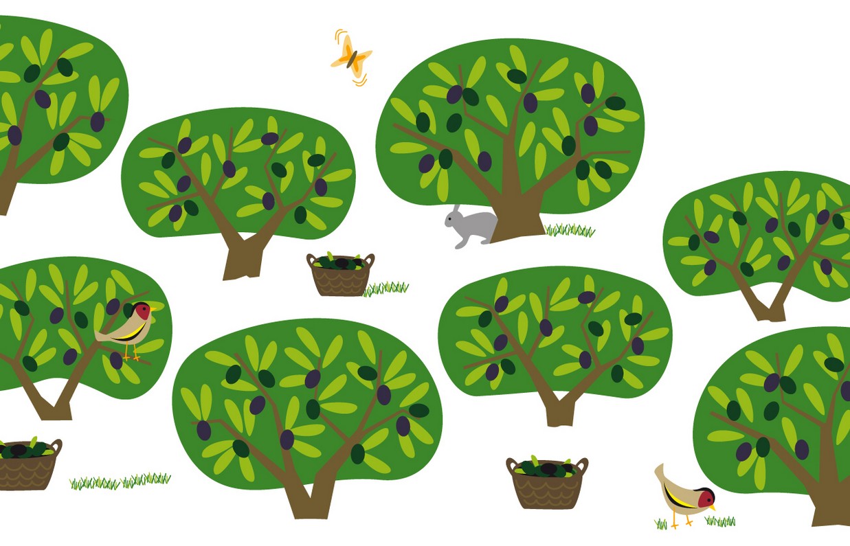 Melgarejo 特級(jí)初榨橄欖油包裝設(shè)計(jì)底圖-尚略包裝設(shè)計(jì)公司