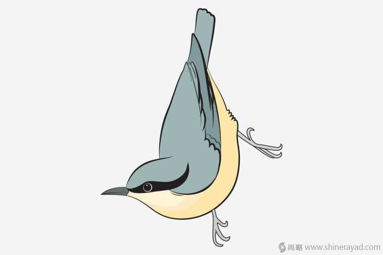 英國(guó)鳥類插畫設(shè)計(jì)-上海插畫設(shè)計(jì)公司-上海品牌設(shè)計(jì)公司7