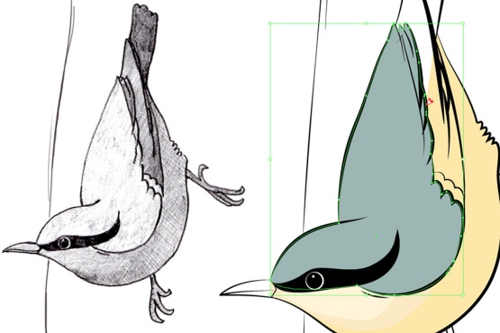 英國(guó)鳥類插畫設(shè)計(jì)-上海插畫設(shè)計(jì)公司-上海品牌設(shè)計(jì)公司6