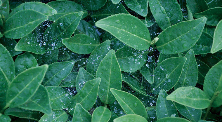 顏查理鐵觀音烏龍茶茶葉品牌包裝設計-上海包裝設計公司2