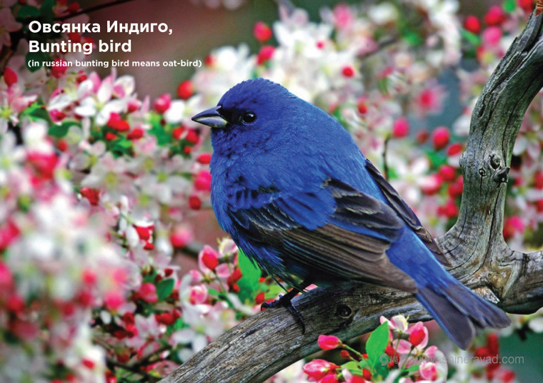 尚略上海包裝設(shè)計(jì)公司分享Овсянки 燕麥牛奶包裝設(shè)計(jì)小鳥插畫版1