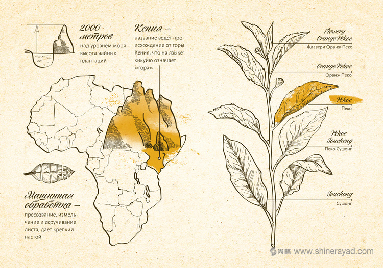 俄羅斯百科全書版茶葉包裝設(shè)計(jì)欣賞-上海包裝設(shè)計(jì)公司5