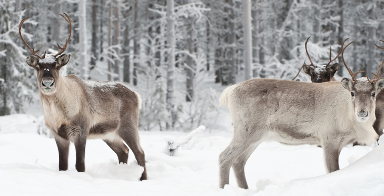 絕對伏特加野生藍莓酒系列包裝設(shè)計-上海包裝設(shè)計公司設(shè)計欣賞3