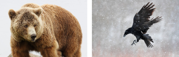 絕對伏特加野生藍莓酒系列包裝設(shè)計-上海包裝設(shè)計公司4