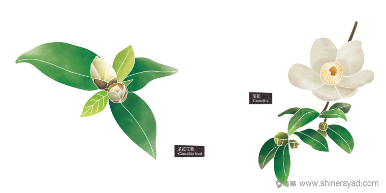 Rosehill 面膜包裝插畫設(shè)計-上海化妝品包裝設(shè)計公司5