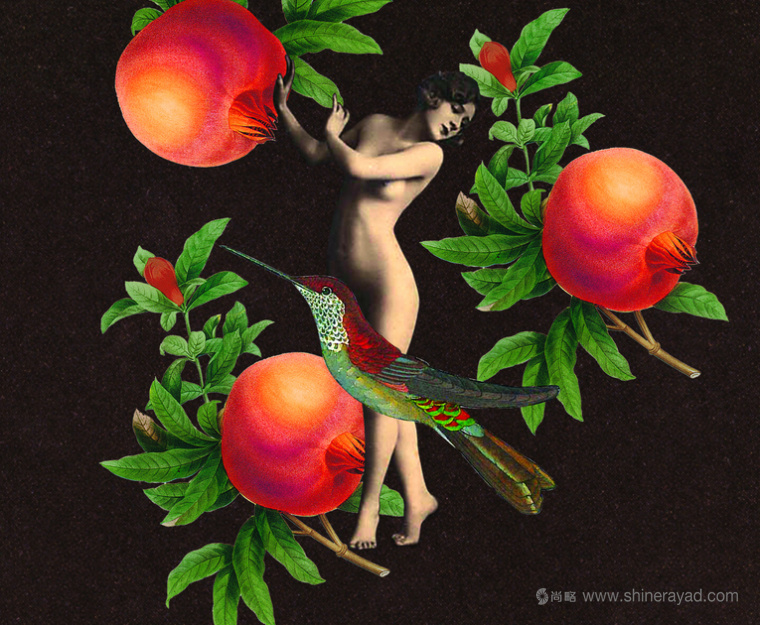 Coco De Mer 情趣性用品性玩具成人用品包裝設(shè)計(jì)插畫(huà)-上海包裝設(shè)計(jì)公司