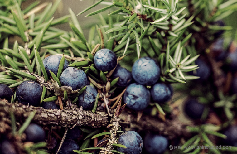 植物素描與水彩插畫CORNICA洗發水沐浴露清潔衛生與天然化妝品包裝設計-上海包裝設計公司7