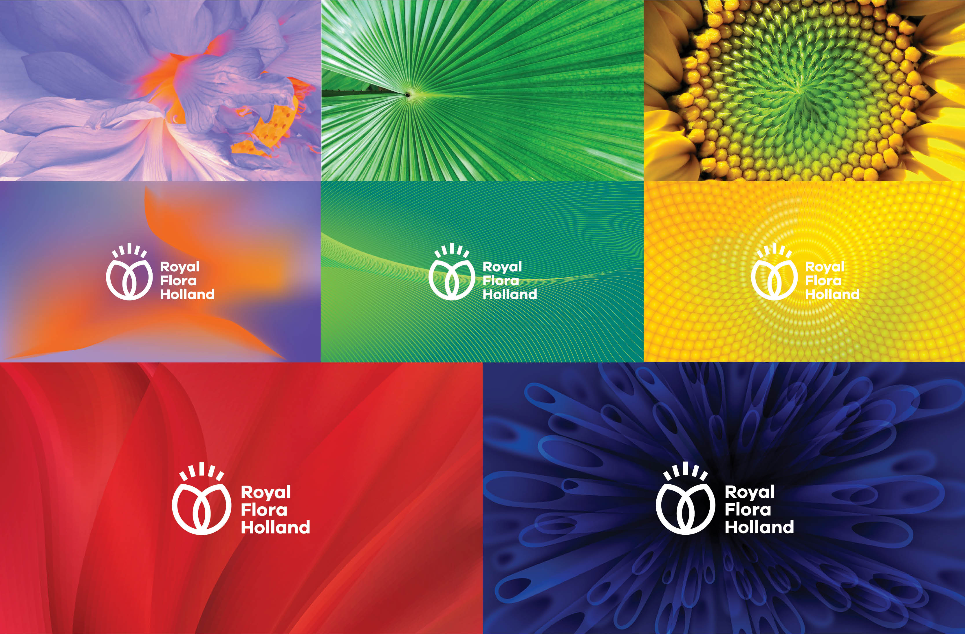 Royal Flora Holland 鮮花花卉種植合作社品牌logo設計-上海logo設計公司