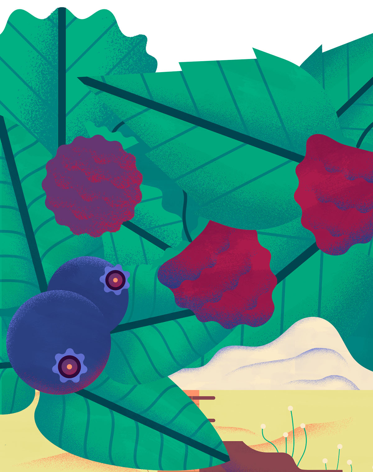 上海品牌設計公司欣賞：Maravilha農場農業種植插畫設計