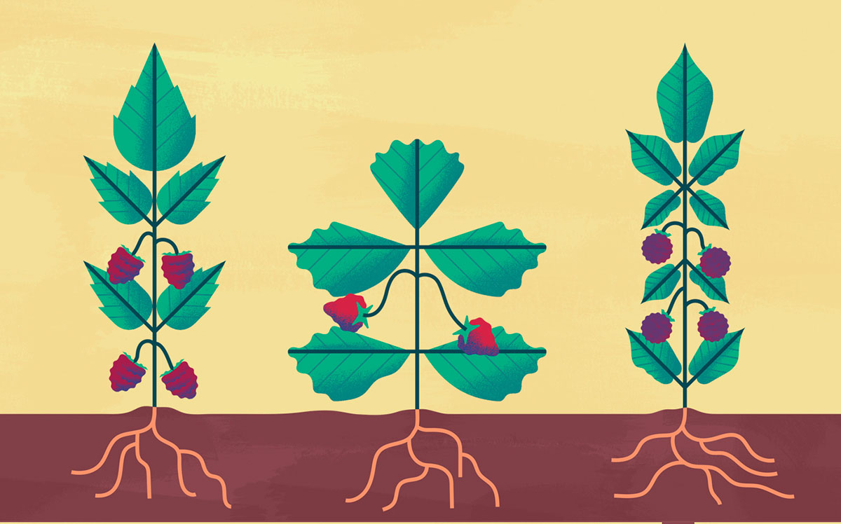 上海品牌設計公司欣賞：Maravilha農場農業種植插畫設計