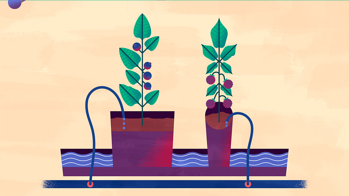 上海品牌設計公司欣賞：Maravilha農場農業種植插畫設計