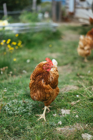 Ferme 地熱溫室農場農業(yè)品牌視覺形象設計-上海品牌設計公司