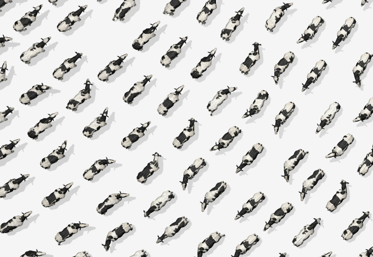 Purina 動物飼料平面創意廣告設計“指紋-奶牛”特寫