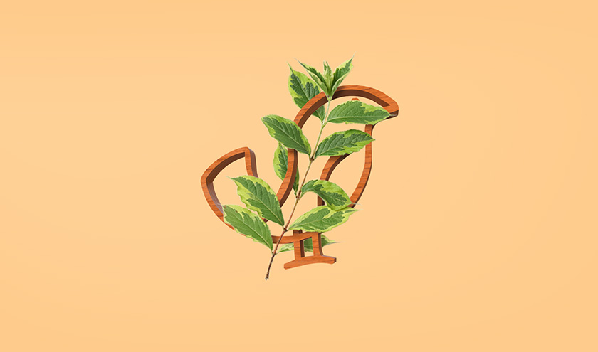 Pássaro金鳥飼料口糧包裝設計，手繪小鳥的圖案包裝