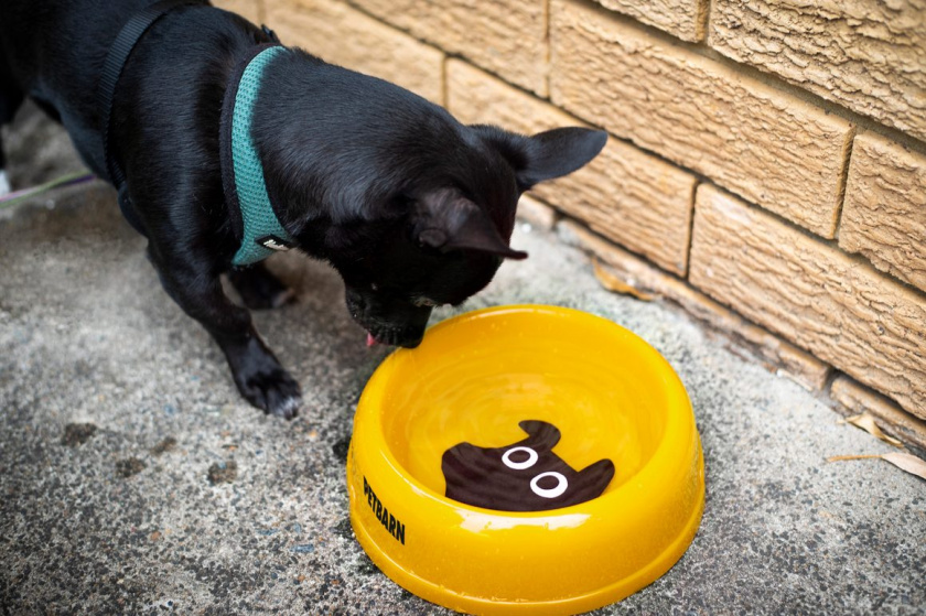 Petbarn 寵物護理品牌形象設計“寵物英雄”吉祥物設計