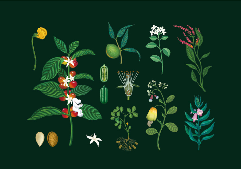 cama café 咖啡堅果中秋團圓禮盒包裝設計“植物草本花卉插畫”風格