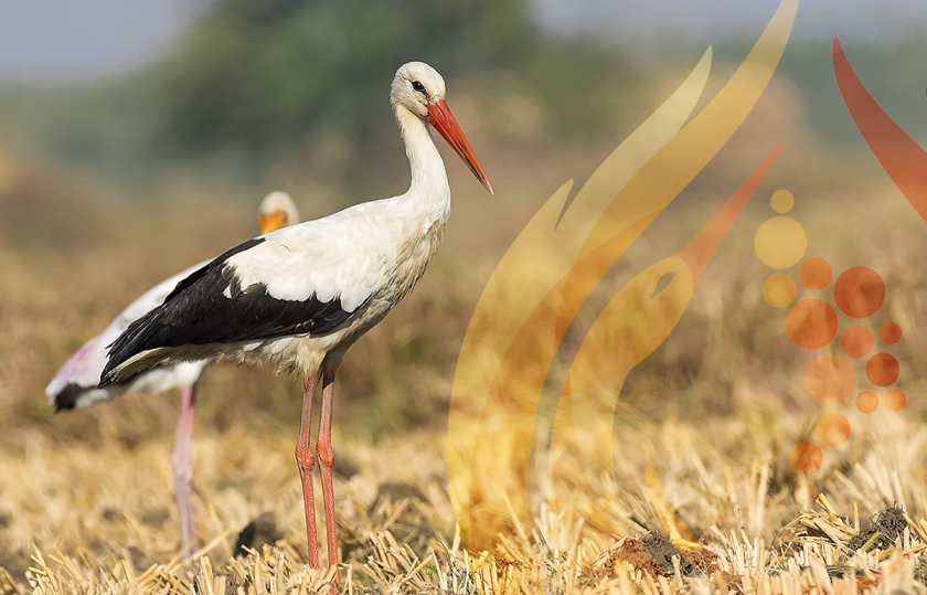 摩爾多瓦釀酒師協會logo設計“地圖+酒滴+葡萄+白鸛展翅+火”
