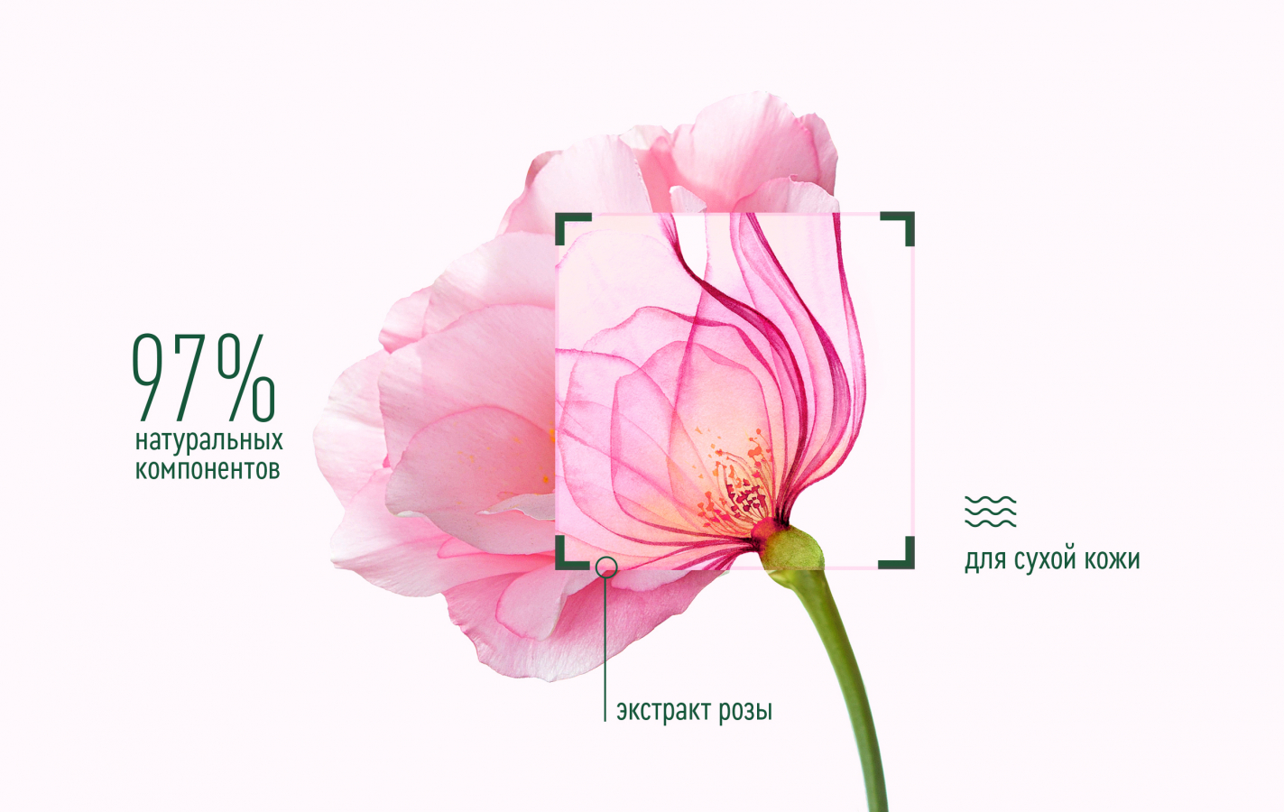 Clean Line 更新化妝品包裝設計，綠色背景+粉色花卉插畫