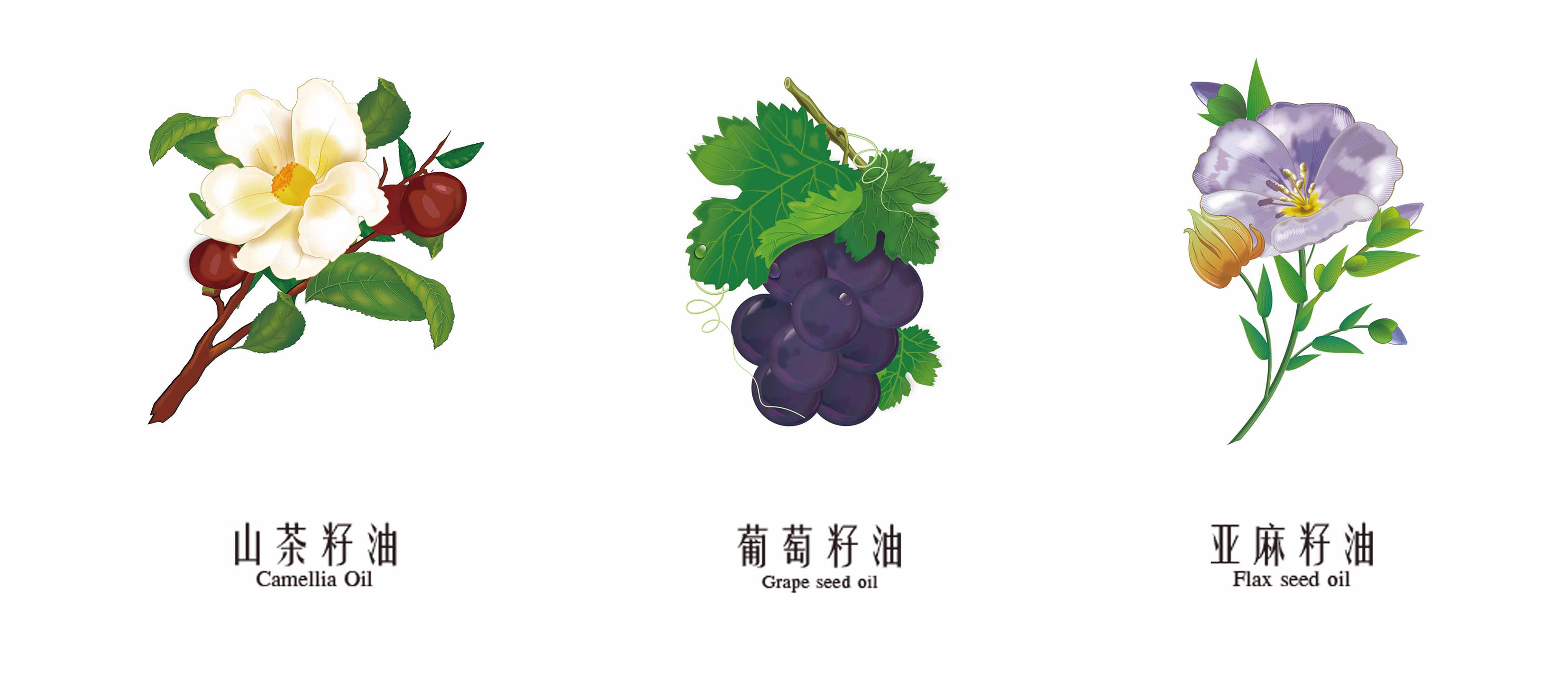 Shirlia 莎麗亞食用油包裝設計瓶形設計山茶油亞麻籽油葡萄籽油禮盒包裝設計